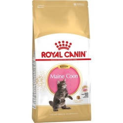 ROYAL CANIN FHN Maine Coon Kitten kassitoit 10kg
